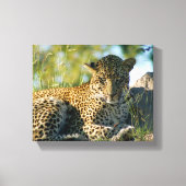 Luipaard rustende panthera pardus Kruger Canvas Afdruk (Voorkant)