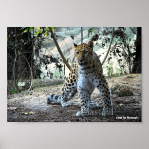 Luipaard Stance Portret Poster