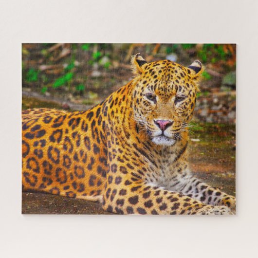 Luipaarden Grote Katachtigen. Legpuzzel (Horizontaal)