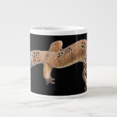 Luipaardgekko Grote Koffiekop (Voorkant)