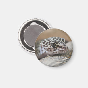 Luipaardgekko Ogen Mond  Gezicht Close Up Magneet