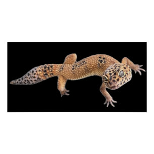 Luipaardgekko Perfect Poster