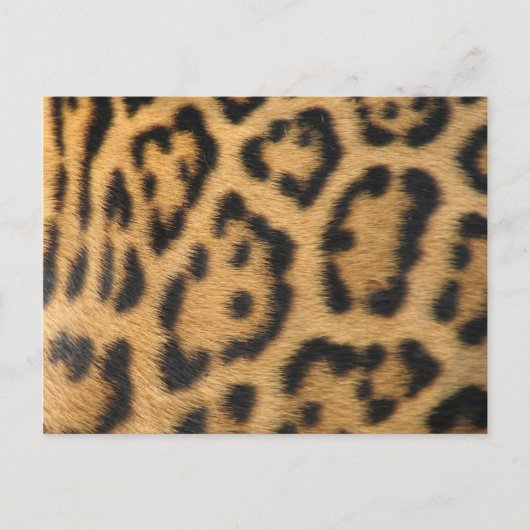 Luipaardprint Briefkaart (Voorkant)