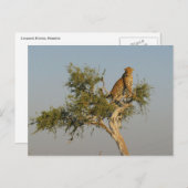 Luipaardspotting Briefkaart (Voorkant / Achterkant)