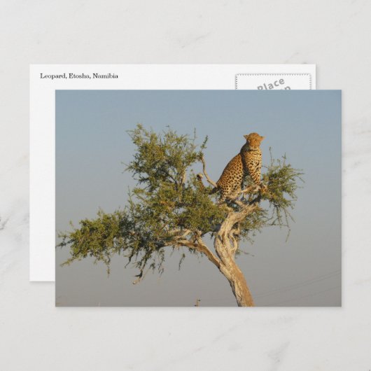 Luipaardspotting Briefkaart (Voorkant / Achterkant)