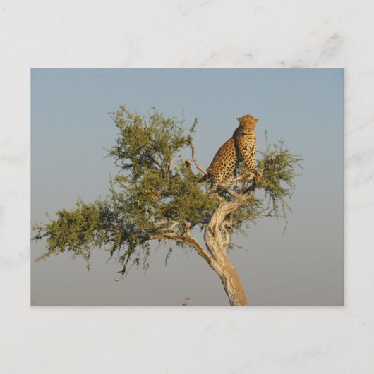 Luipaardspotting Briefkaart (Voorkant)