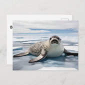 Luipaardverzegeling op ijs briefkaart (Voorkant / Achterkant)