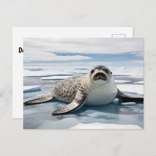 Luipaardverzegeling op ijs briefkaart (Voorkant / Achterkant)