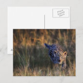 Luipaardwelp Panthera Pardus Briefkaart (Voorkant / Achterkant)