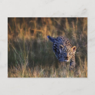 Luipaardwelp Panthera Pardus Briefkaart
