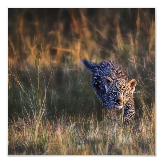 Luipaardwelp Panthera Pardus Foto Afdruk (Voorkant)