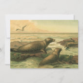 Luipaardzeehonden,  waterdieren Zeeleven (Voorkant)