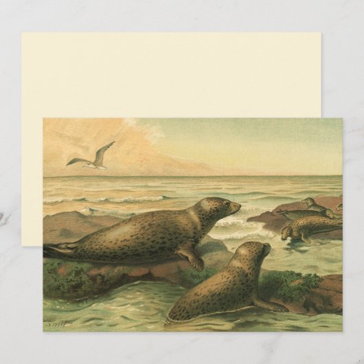 Luipaardzeehonden,  waterdieren Zeeleven (Voorkant / Achterkant)