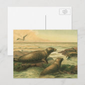 Luipaardzeehonden,  waterdieren Zeeleven Briefkaart (Voorkant / Achterkant)