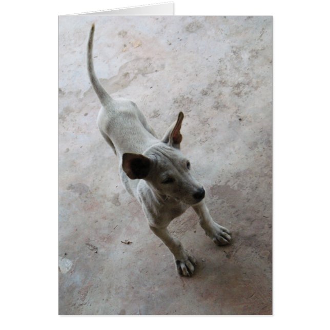 Luk Maa ... Thai Soi Puppy Dog (Voorkant)