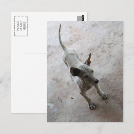 Luk Maa ... Thai Soi Puppy Dog Briefkaart (Voorkant / Achterkant)