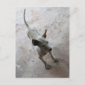 Luk Maa ... Thai Soi Puppy Dog Briefkaart (Voorkant)