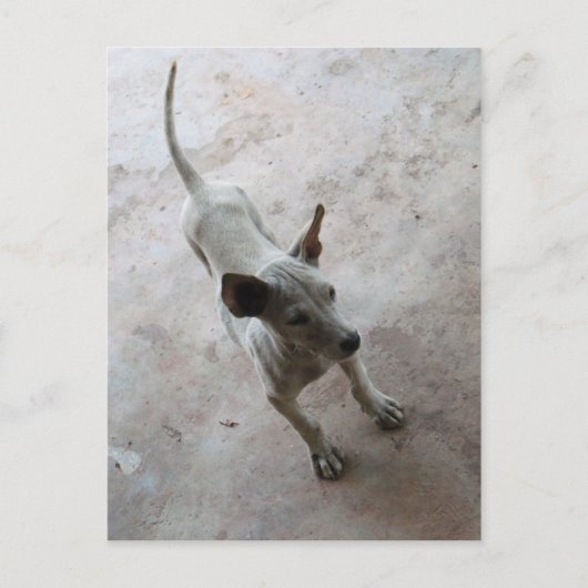 Luk Maa ... Thai Soi Puppy Dog Briefkaart (Voorkant)