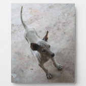 Luk Maa ... Thai Soi Puppy Dog Fotoplaat (Voorkant)