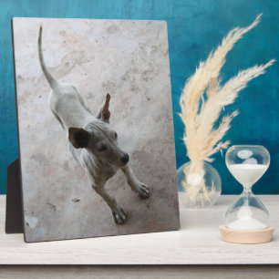 Luk Maa ... Thai Soi Puppy Dog Fotoplaat