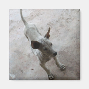 Luk Maa ... Thai Soi Puppy Dog Magneet