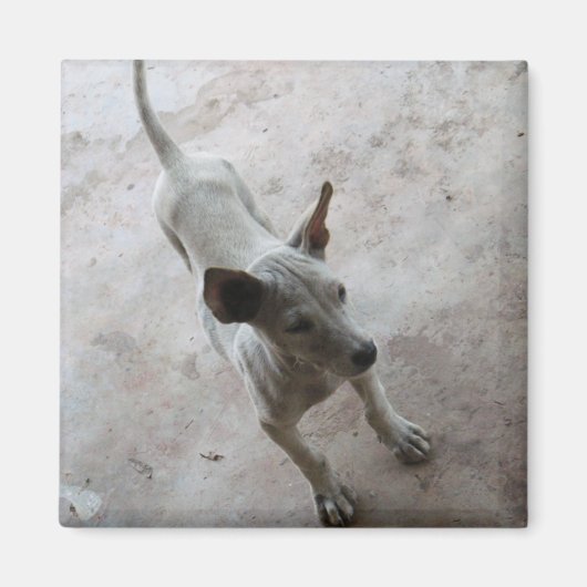 Luk Maa ... Thai Soi Puppy Dog Magneet (Voorkant)