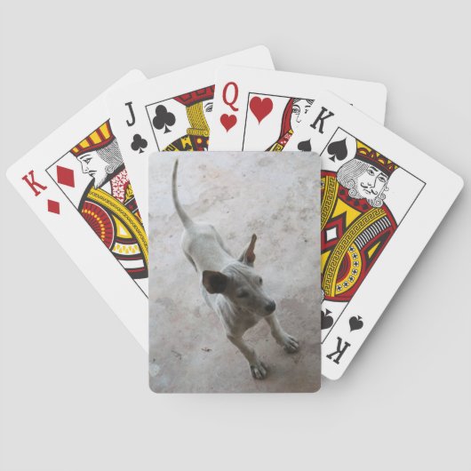 Luk Maa ... Thai Soi Puppy Dog Pokerkaarten (Achterkant)