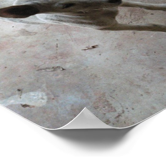 Luk Maa ... Thai Soi Puppy Dog Poster (Hoek)