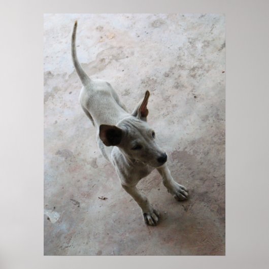 Luk Maa ... Thais puppyhondje Poster (Voorkant)