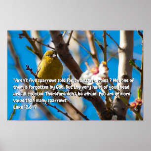 Lukas 12:6-7 poster