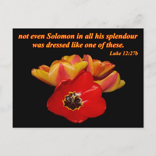 luke 12:27b en heldere tulpen briefkaart (Voorkant)