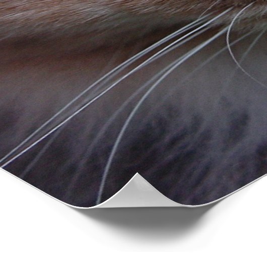 Lulu close-up poster (Hoek)