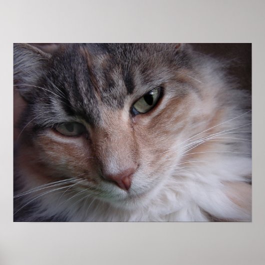 Lulu close-up poster (Voorkant)