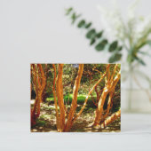 Luma apiculata, Chili Briefkaart (Staand voorkant)