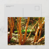 Luma apiculata, Chili Briefkaart (Voorkant / Achterkant)