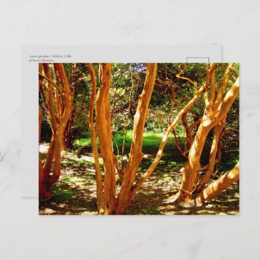 Luma apiculata, Chili Briefkaart (Voorkant / Achterkant)