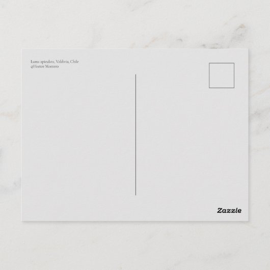 Luma apiculata, Chili Briefkaart (Achterkant)