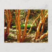 Luma apiculata, Chili Briefkaart (Voorkant)