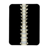 Lumbar en Thoracic Vertebrae Magneet (Verticaal)