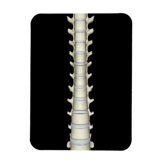Lumbar en Thoracic Vertebrae Magneet (Verticaal)