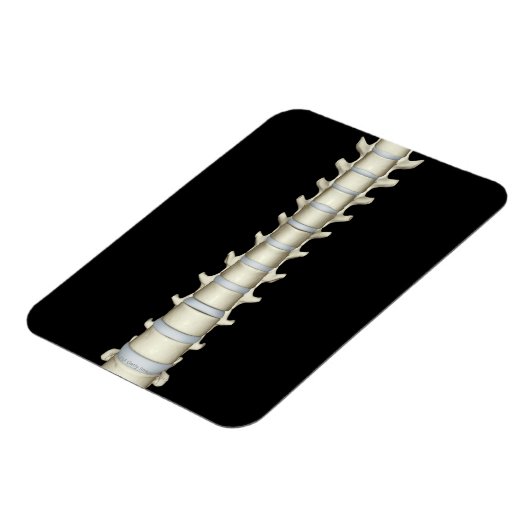 Lumbar en Thoracic Vertebrae Magneet (Linkerzijde)