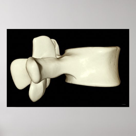 Lumbar Vertebra 4 Poster (Voorkant)