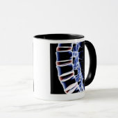 Lumbar Vertebrae 2 Mok (Voorkant rechts)