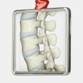 Lumbar Vertebrae Metalen Ornament (Links)