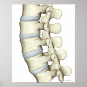Lumbar Vertebrae Poster (Voorkant)