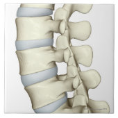 Lumbar Vertebrae Tegeltje (Voorkant)