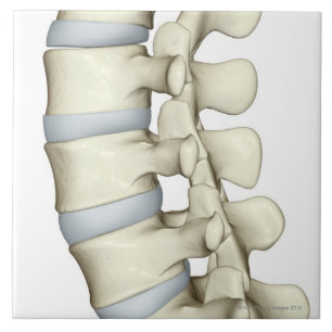 Lumbar Vertebrae Tegeltje