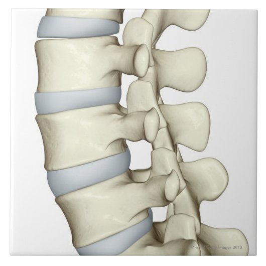 Lumbar Vertebrae Tegeltje (Voorkant)