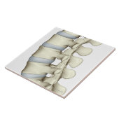 Lumbar Vertebrae Tegeltje (Zijkant)