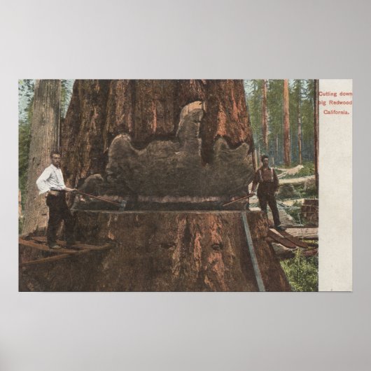Lumberjacks die een sequoiaboom uitsnijden poster (Voorkant)